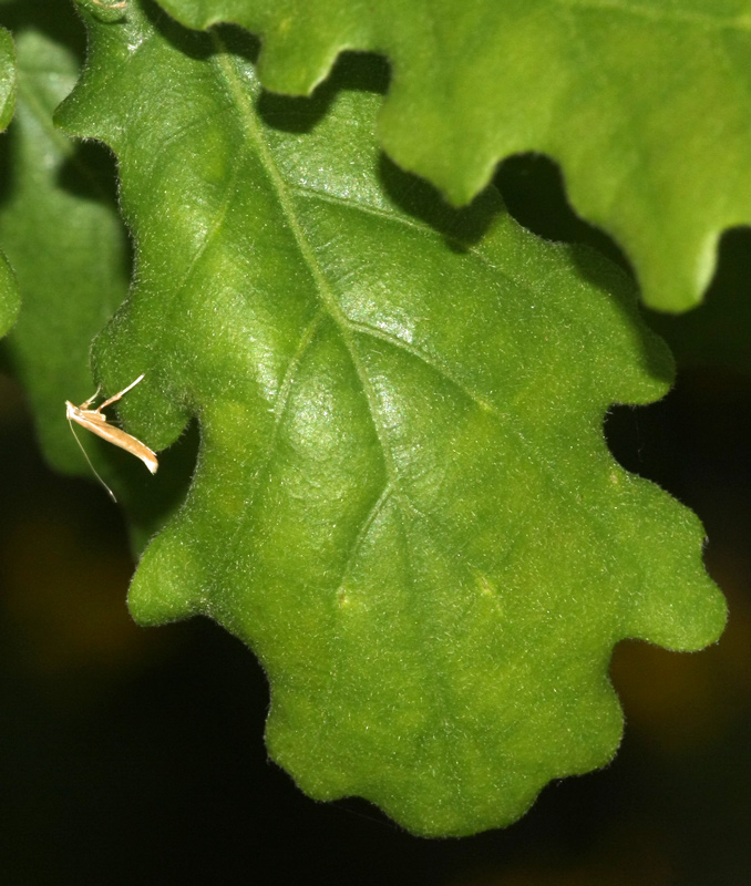 Caloptilia sp.??